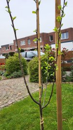 Zwetschge_20240330 (6).jpg