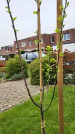 Zwetschge_20240330 (6).webp