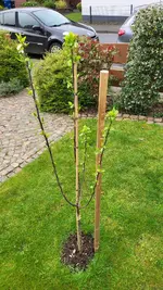 Zwetschge_20240330 (5).webp