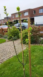 Zwetschge_20240330 (4).webp