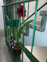 Amaryllis-A08*dkl.rot*2024-03_06.jpg