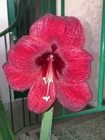Amaryllis-A08*dkl.rot*2024-03_07.jpg