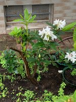 Rhodo 'Furnivall's Daughter' *Nachblüte*2023-09_01.jpg