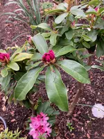 Rhodo 'Furnivall's Daughter'_2024-03_01 (1).jpg