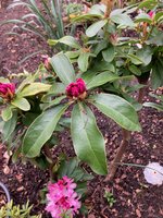 Rhodo 'Furnivall's Daughter'_2024-03_01 (1).jpg
