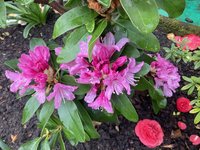 Rhodo 'Furnivall's Daughter'_2024-03_01.jpg