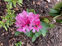 Rhodo 'Furnivall's Daughter'_2024-03_03.jpg