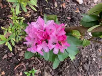 Rhodo 'Furnivall's Daughter'_2024-03_03.jpg