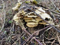 IMG_2405.jpeg