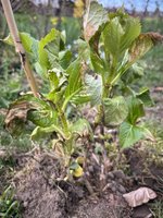 IMG_0928.jpeg