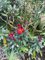 IMG_2445.jpeg