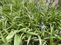 IMG_2446.jpeg