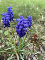IMG_2447.jpeg