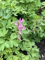 IMG_2449.jpeg