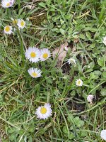 IMG_2451.jpeg