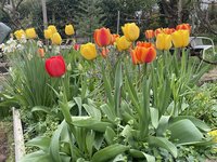 IMG_2453.jpeg