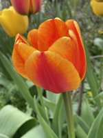 IMG_2454.jpeg