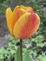 IMG_2455.jpeg
