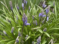 IMG_2456.jpeg