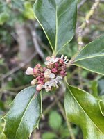 IMG_2458.jpeg