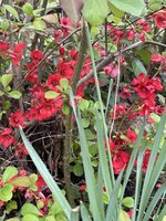 IMG_2460.jpeg