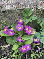 IMG_2461.jpeg