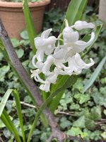 IMG_2462.jpeg