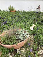 IMG_4024.jpeg