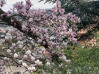 IMG_4023.jpeg