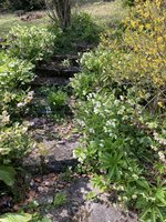 IMG_4008.jpeg