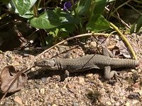 IMG_4018.jpeg