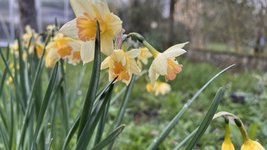 IMG_9526.jpeg