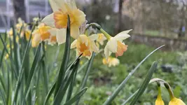 IMG_9526.jpeg