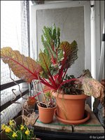 c044.jpg