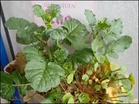 c045.webp
