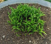 IMG_20240403_120946.jpg