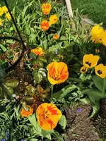 IMG_20240403_121059.webp
