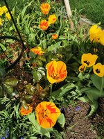 IMG_20240403_121059.jpg