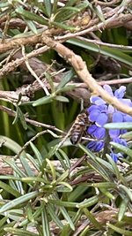IMG_9545.jpeg