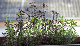 bergbohnenkraut.webp bergbohnenkraut.webp