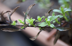 bergbohnenkraut2.webp bergbohnenkraut2.webp