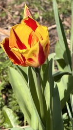 IMG_9599.jpeg
