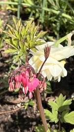 IMG_9596.jpeg