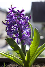 fruehlingsblueher.webp