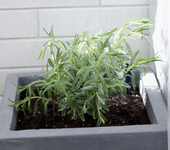 lavendel.webp