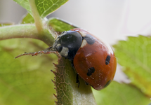 marienkaefer.webp