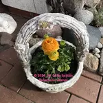 Ranunculus orange 2024_04_06 IMG_6717.webp