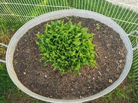IMG_20240407_082110.jpg