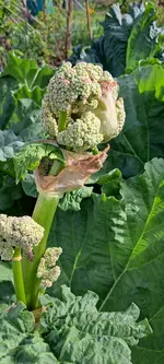 20240408_170032.webp