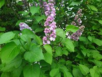 IMG_20240408_192142.jpg